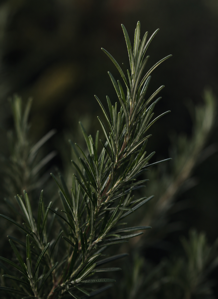 Rosemary