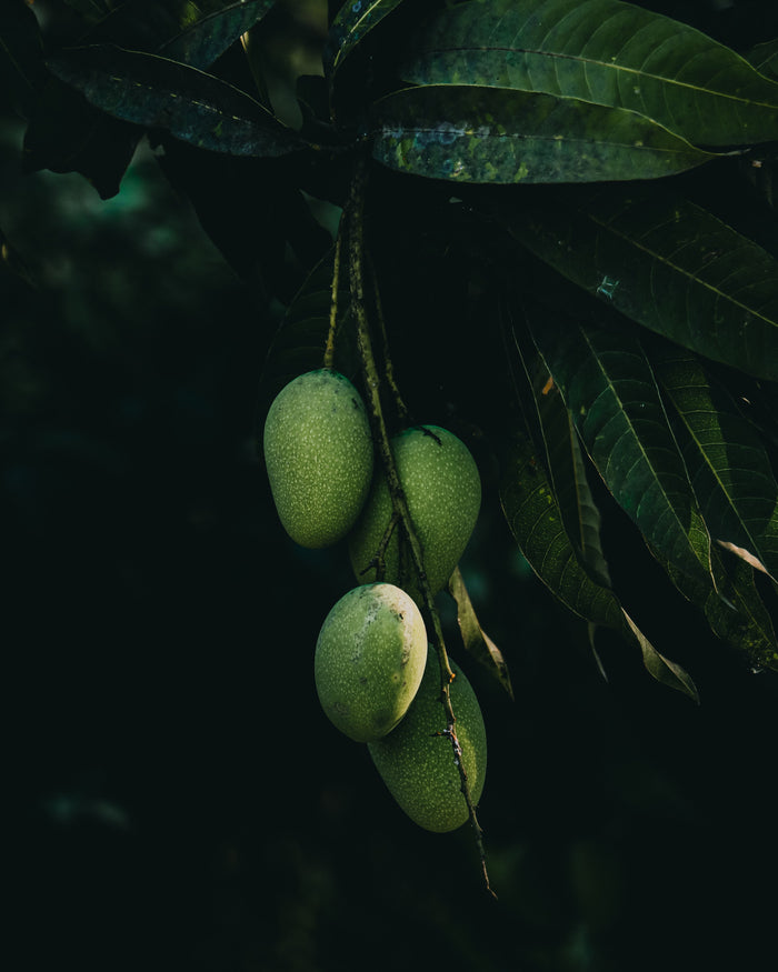 Mango & shea butter